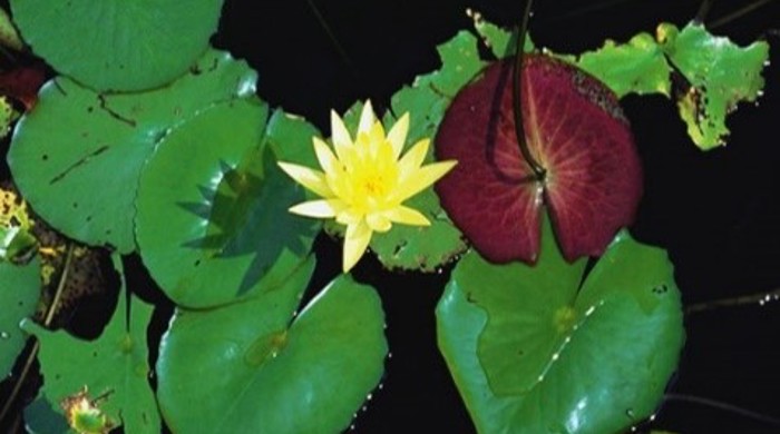 Photo of the Mexican Water Lily, showing yellow flower.