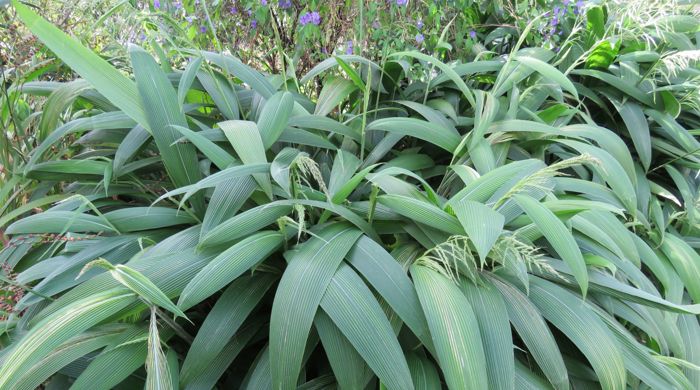 Large bush of palm grass.