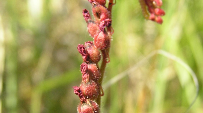 Close up of a stem of cape sundew flowers.