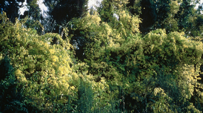 Climbing spindle berry spreading across a forest.