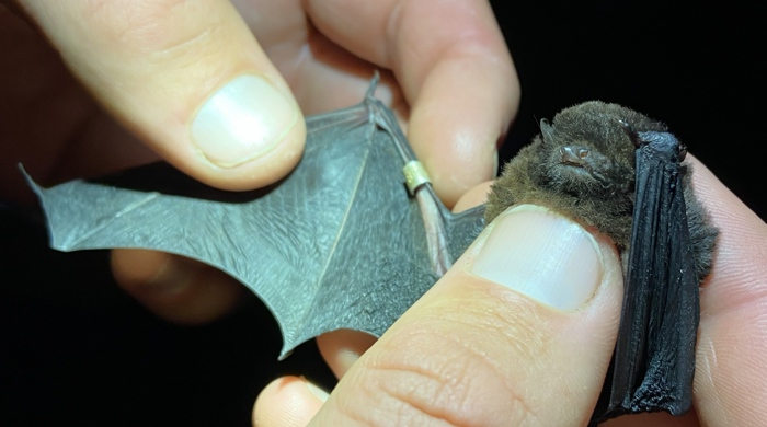 Close up of a tiny pekepeka being gently held by trained bat handlers. 