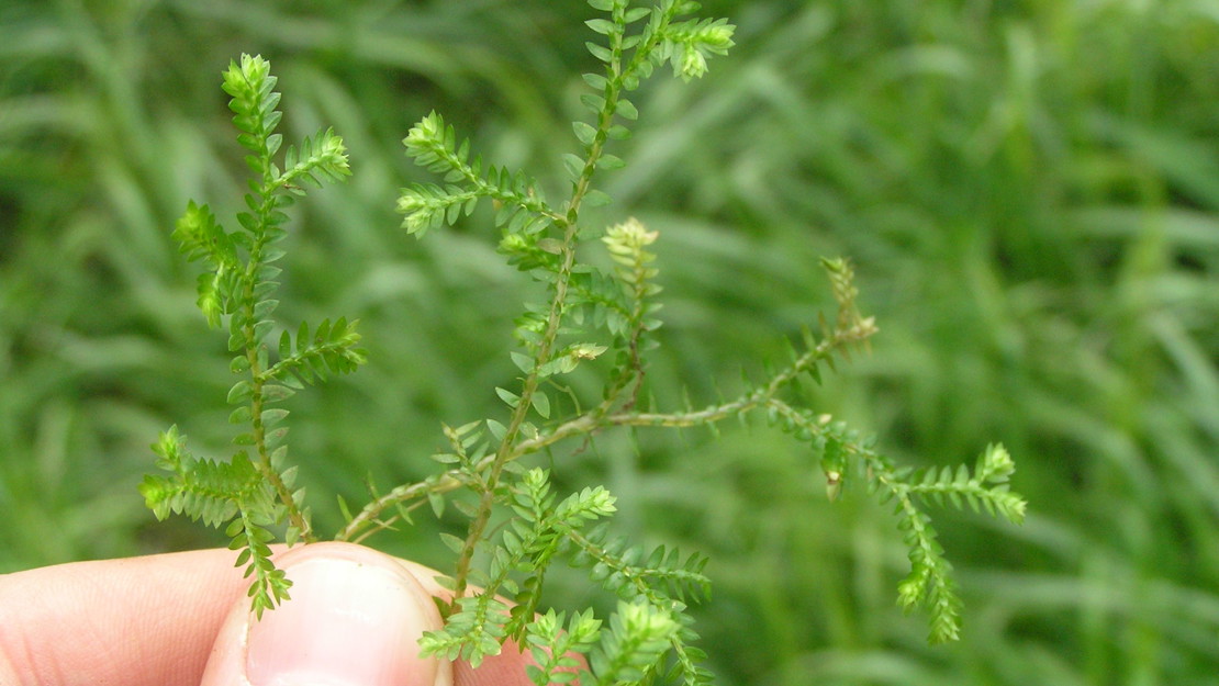 Hand holding African club moss stem up close.