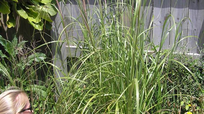 A woman is reaching into a bush of African feather grass that's growing next to a fence.