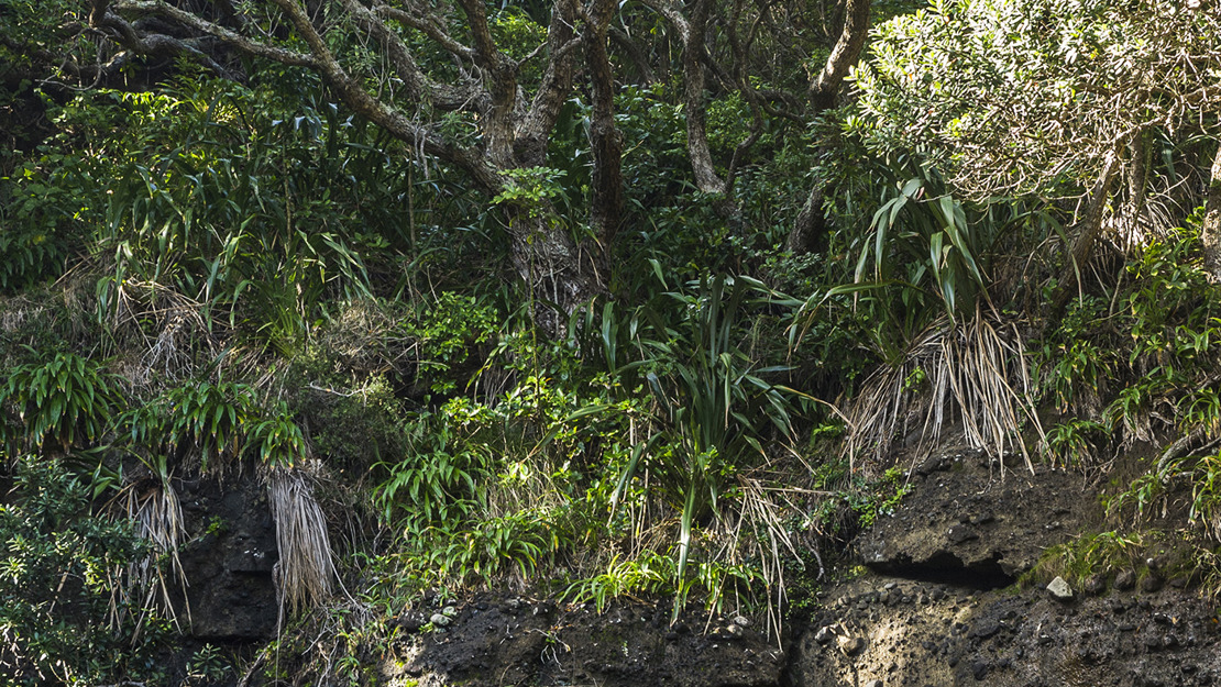 A tree and vegetation grow out of a cliff edge.