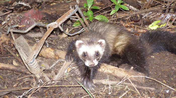 A ferret caught in a trap.