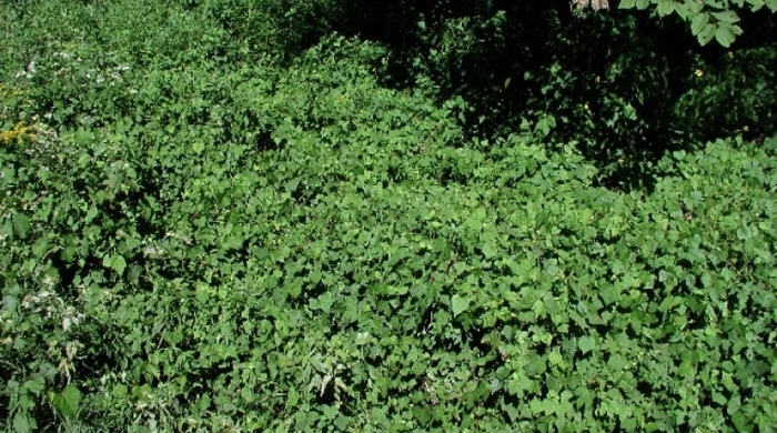 Porcelain berry climbing over other plants.