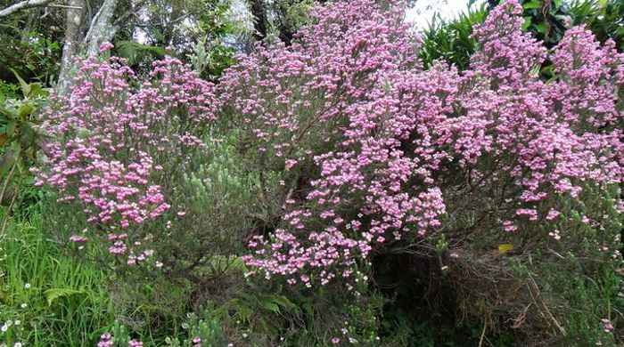 Photo showing the whole Berry Heath shrub.