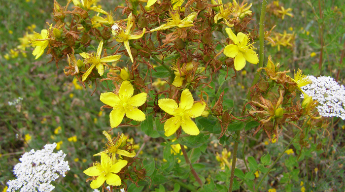 Close up of St John's wort flowers.