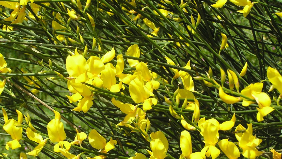 Spanish Broom in flower.