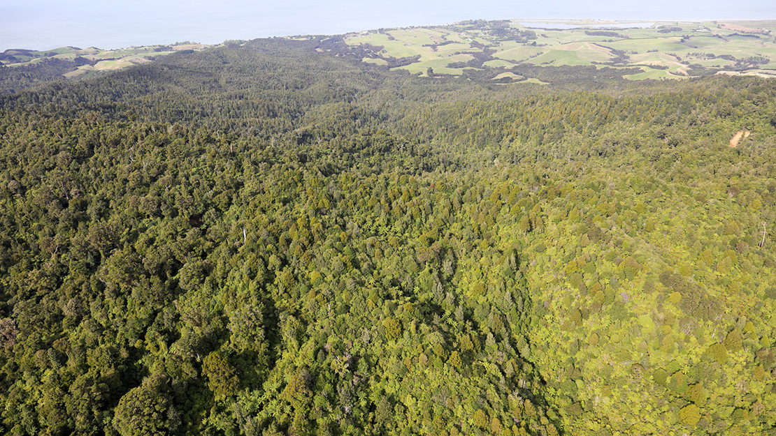 Overlooking the forest of Waharau Regional Park.