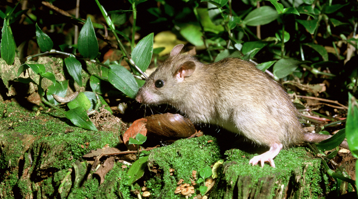 A rat crawling on a tree trunk. 