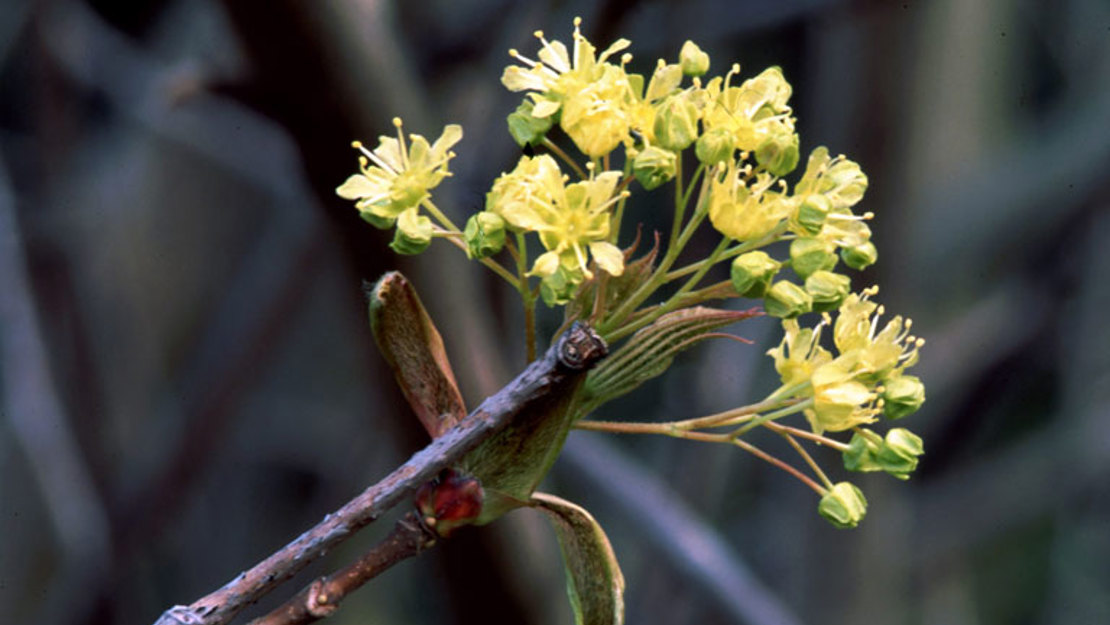 Alt text to be confirmed once plant is identified.