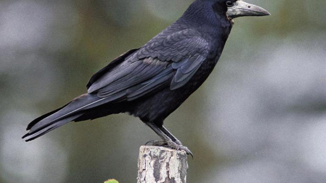 A rook balancing on a post. 