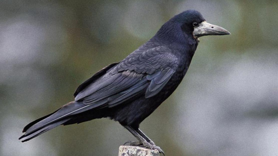 A rook balancing on a post.