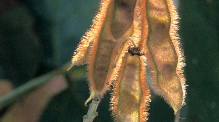 Four hairy Kudzu Vine seed pods.