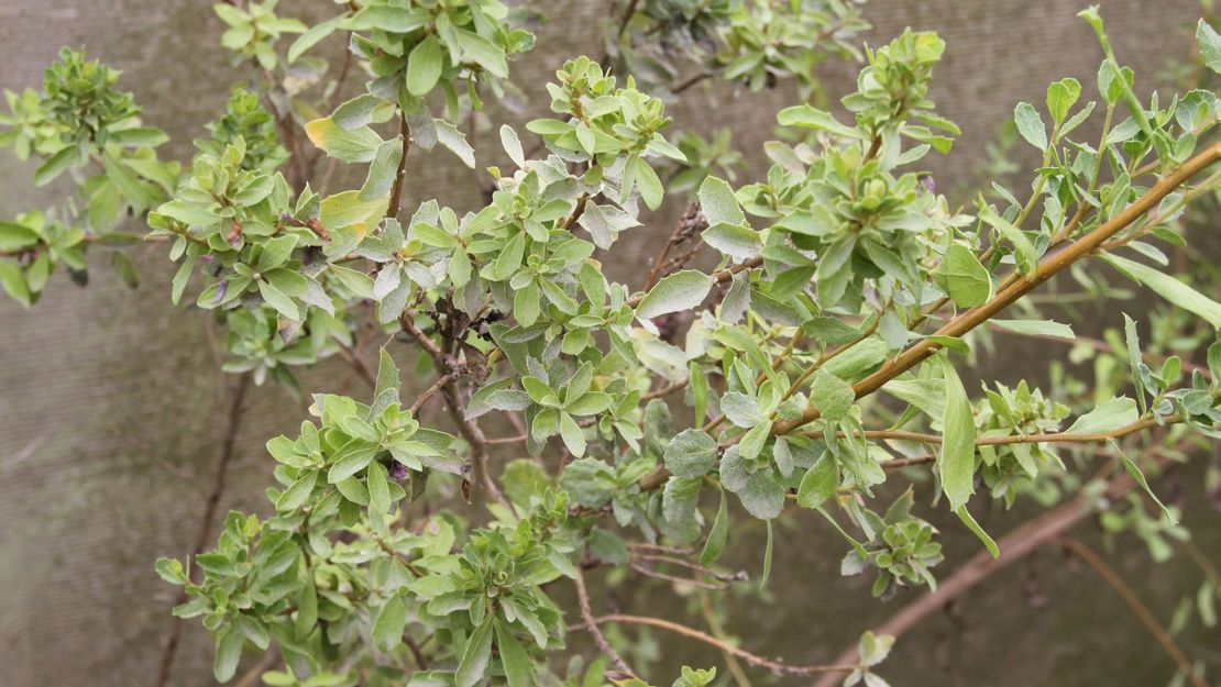 A short baccharis tree with small leaves growing out of a flowerpot.