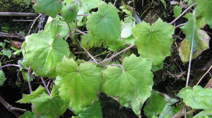 Close up of climbing gloxinia leaves growing on a rock.