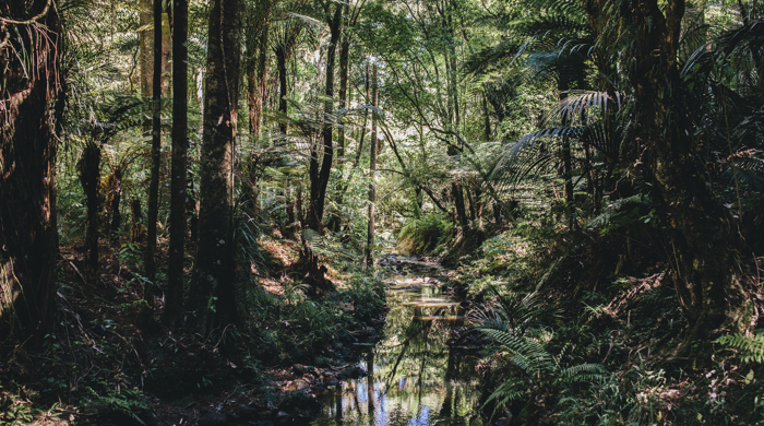 A native forest scene with a stream running through it.