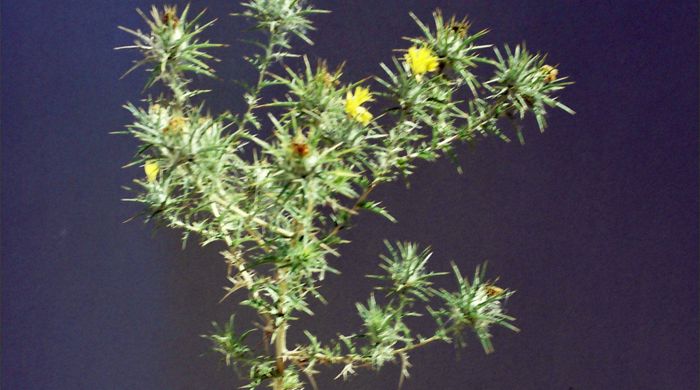 Saffron thistle with a flower right at the top.