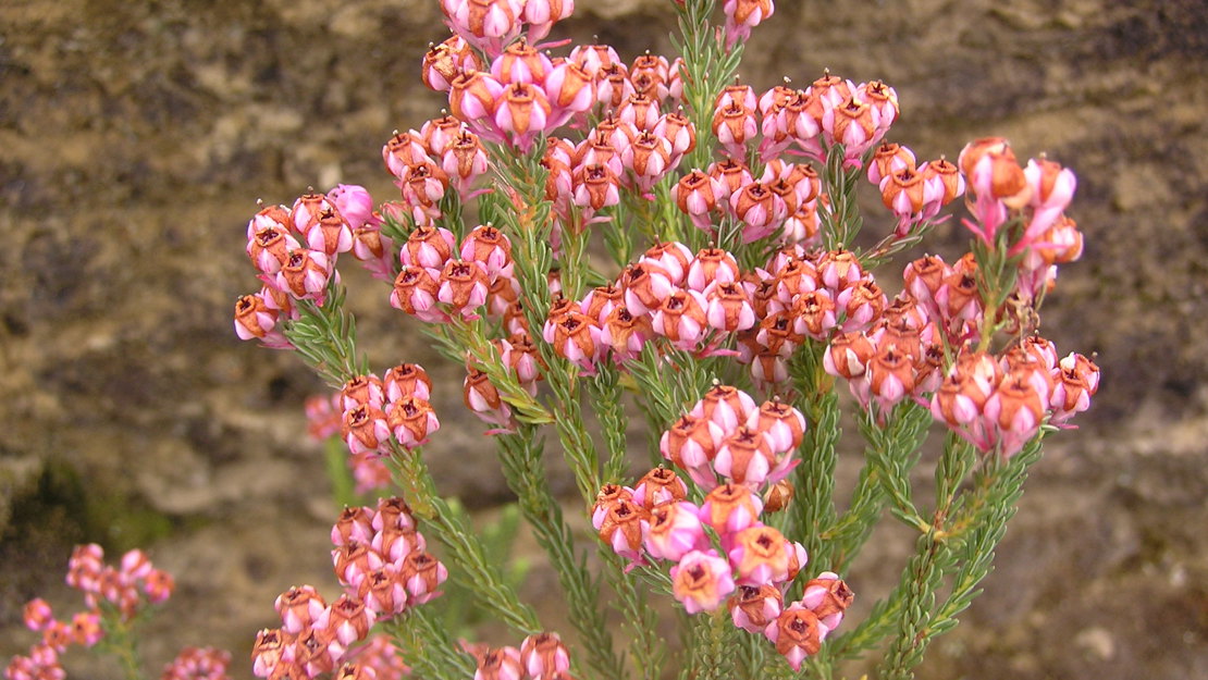 A hand holding a cluster of berry heath with pink little buds at the tip of each stalk.