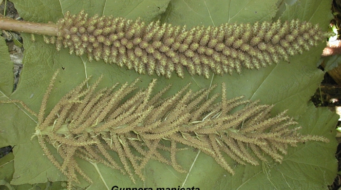 Two types of giant rhubarb flowers lying side by side with their scientific names next to it.