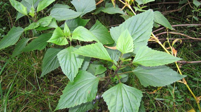 Small Mexican Devil plants.