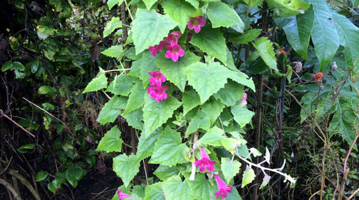 Climbing gloxinia