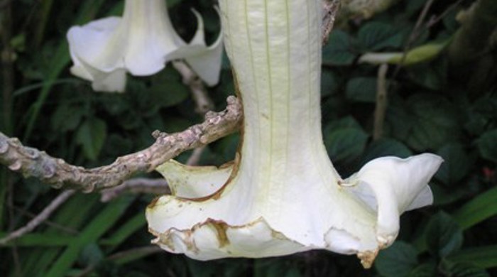 Angels trumpet flowers hang upside down and flare out at the tips.