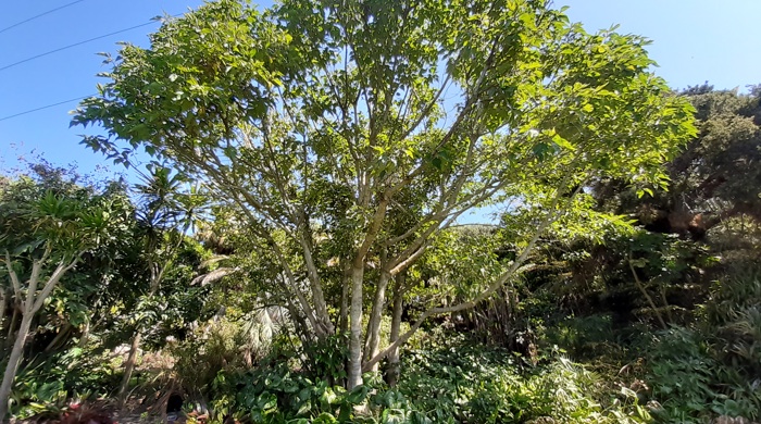 A large tree with green leaves and a light coloured trunk.