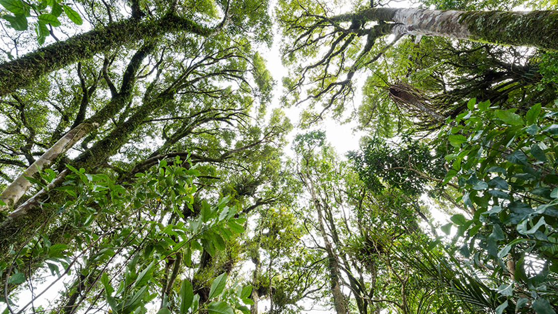 Looking up at the underside of tall canopy trees.