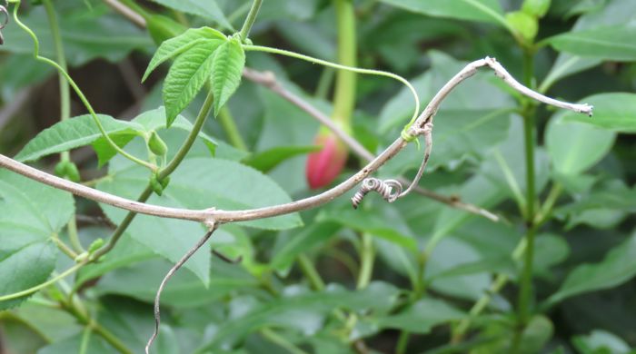 Close up of a branch of the banana passionfruit with a coil at the end of it.