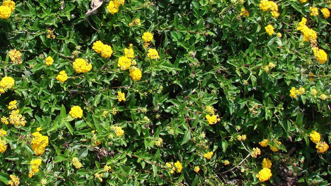 Mature Trailing Lantana with yellow flowers.