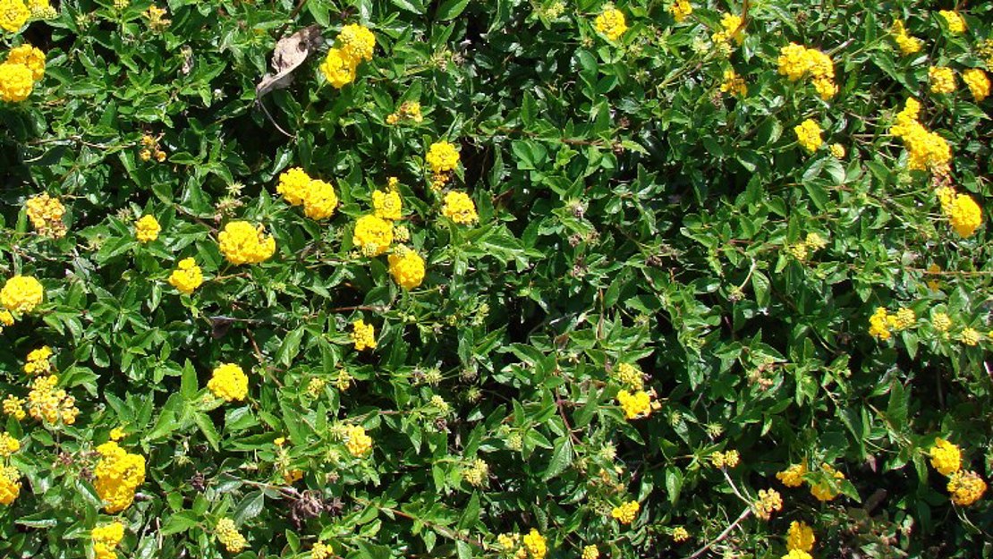 Mature Trailing Lantana with yellow flowers.