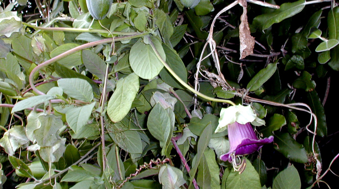 Climbing vines of cathedral bells with a purple flower at the end of one.