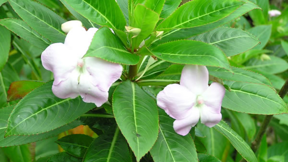 Close up of shrub basalm flowers.