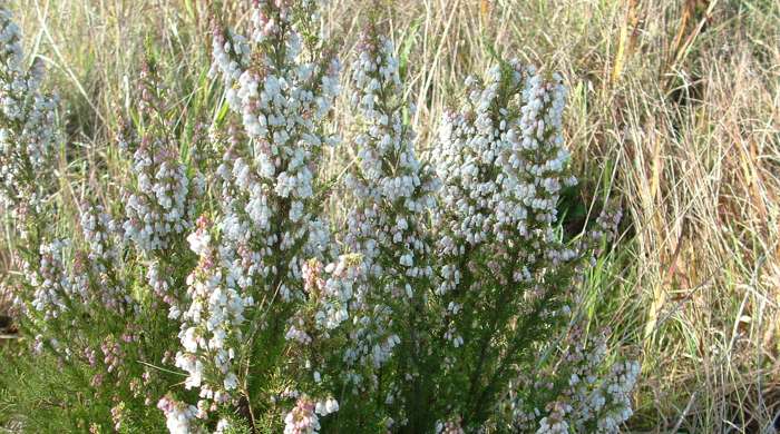 A large Spanish heath shrub.