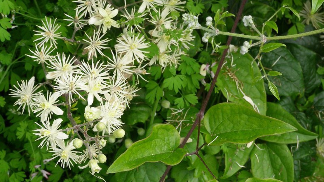 Old Man's Beard leaves and flowers.