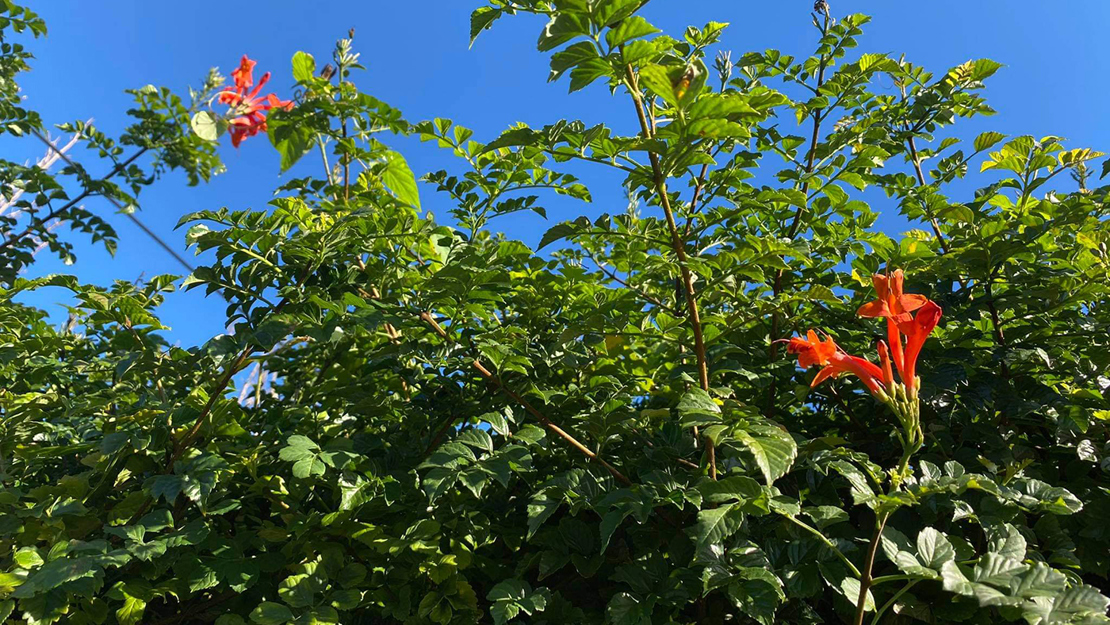 Tall branches of the cape honeysuckle tree.