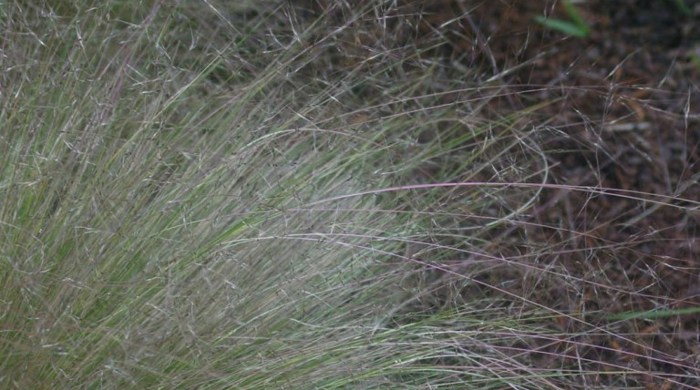 Nassella Tussock showing flower heads.