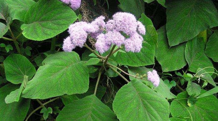 Flowering Bartlettina shrub.