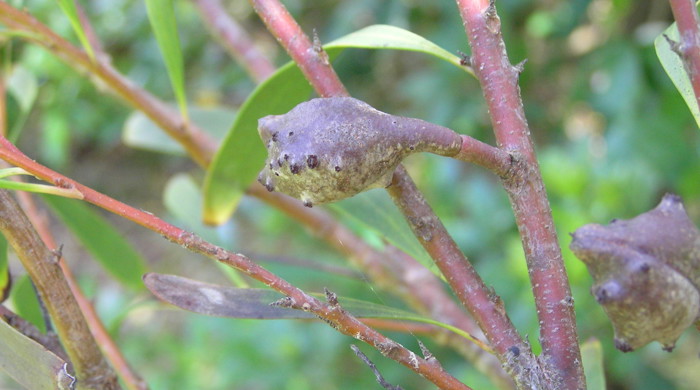 Close up of immature seed ponds on stems.