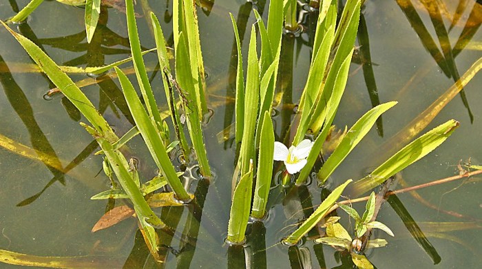 Water Soldier partially submerged with a flower.