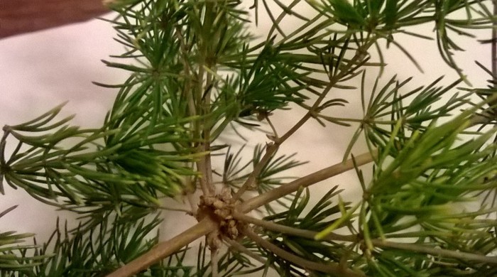 Close up of Asparagus umbellatus stem and leaves.