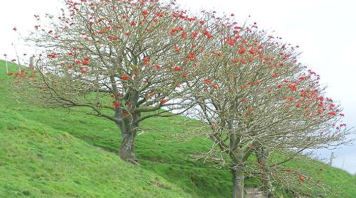 Two coral trees in bloom on the side of a hill.