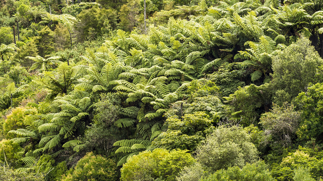 Dense forest dominated by ferns with a few scattered broadleafed trees.