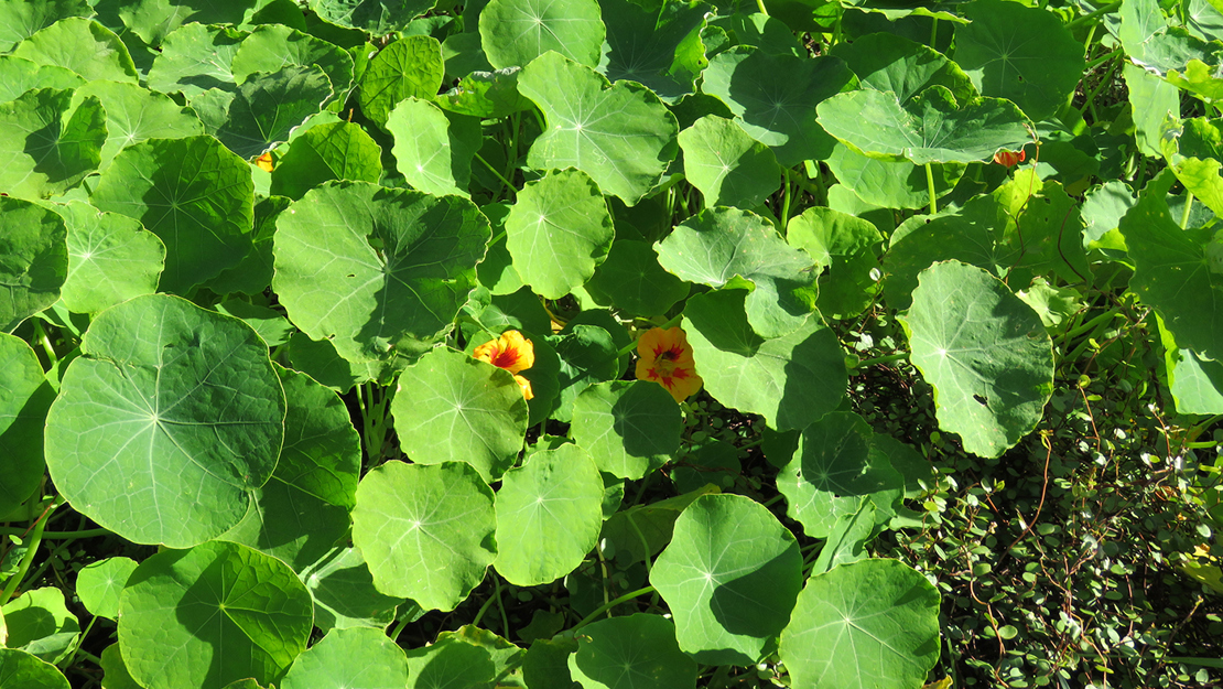 A field of nasturtium flowers.