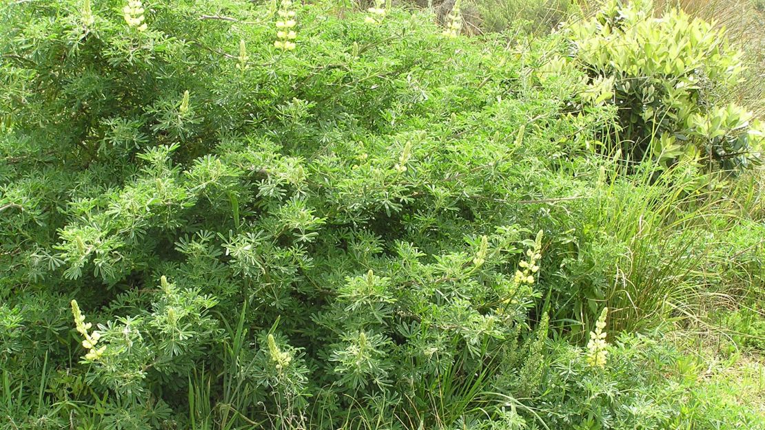 Tree Lupin shrubs growing on a bank.