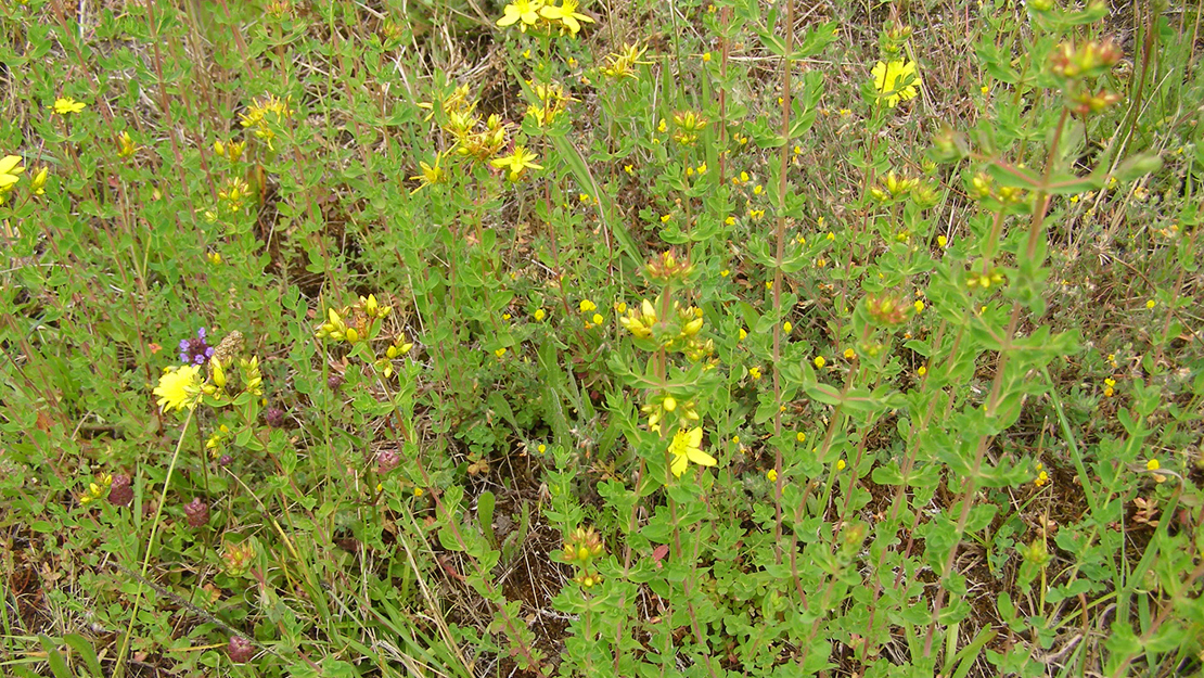 St John's wort growing wild in a field.