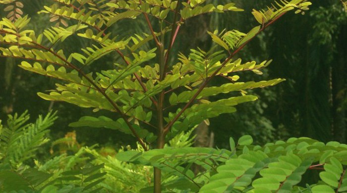 The leaves of a bead tree towering over others.