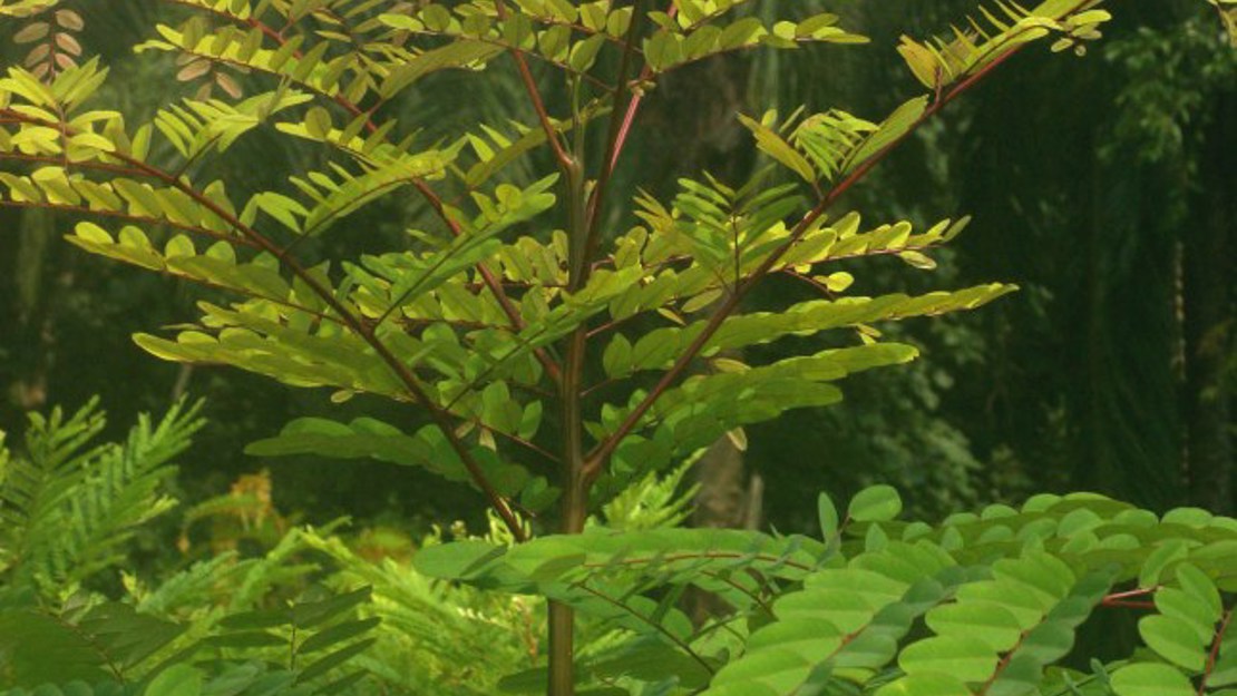 The leaves of a bead tree towering over others.